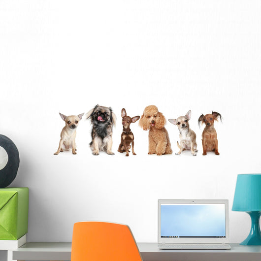 Group Young Dogs