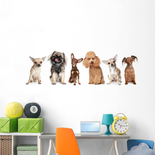 Group Young Dogs
