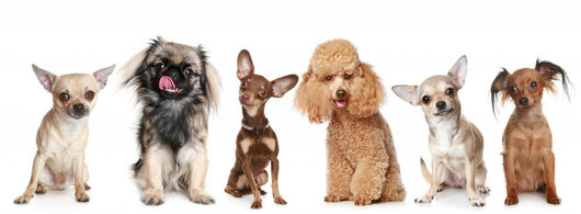 Group Young Dogs