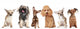 Group Young Dogs