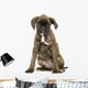 Chiot Boxer Wall Decal
