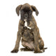 Chiot Boxer Wall Decal