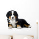 Puppy Bernese Mountain Dog Wall Decal