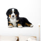 Puppy Bernese Mountain Dog Wall Decal