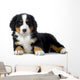 Puppy Bernese Mountain Dog Wall Decal
