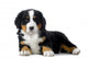 Puppy Bernese Mountain Dog Wall Decal