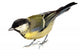 Great Tit Parus Major Wall Decal