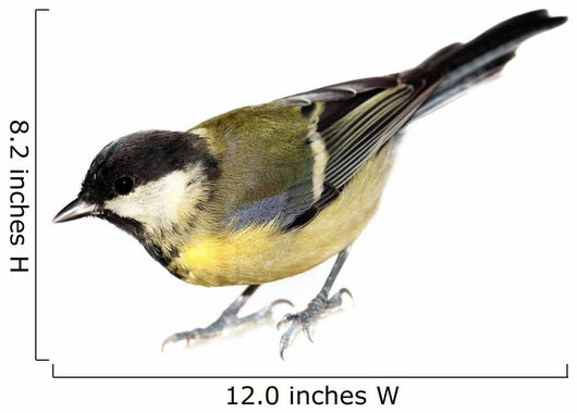 Great Tit Parus Major Wall Decal