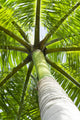 palm tree Wall Mural