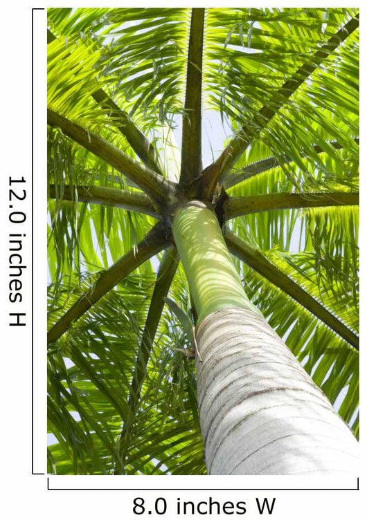 palm tree Wall Mural