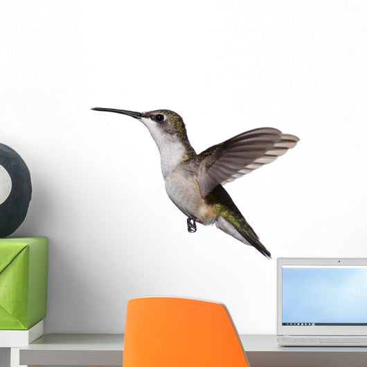 Isolated Ruby-Throated Hummingbird Wall Decal