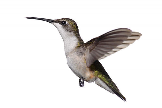 Isolated Ruby-Throated Hummingbird Wall Decal