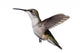 Isolated Ruby-Throated Hummingbird Wall Decal