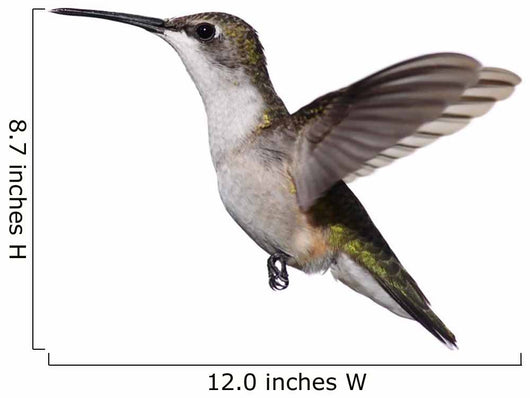 Isolated Ruby-Throated Hummingbird Wall Decal