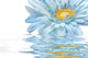 blue daisy flower Wall Mural