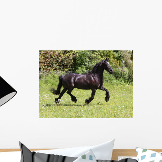 Friesian Horse Wall Mural