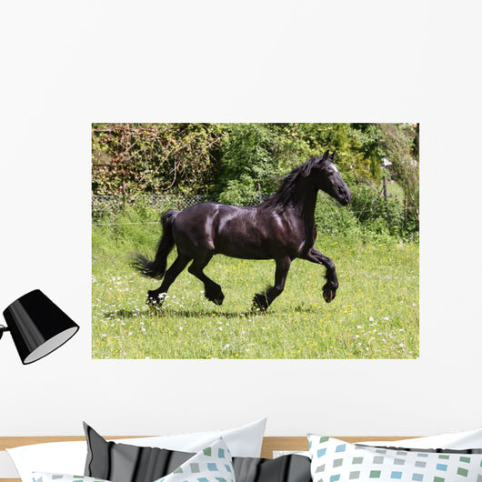 Friesian Horse Wall Mural