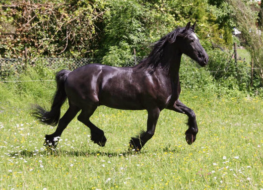 Friesian Horse Wall Mural