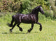 Friesian Horse Wall Mural