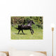 Friesian Horse Wall Mural