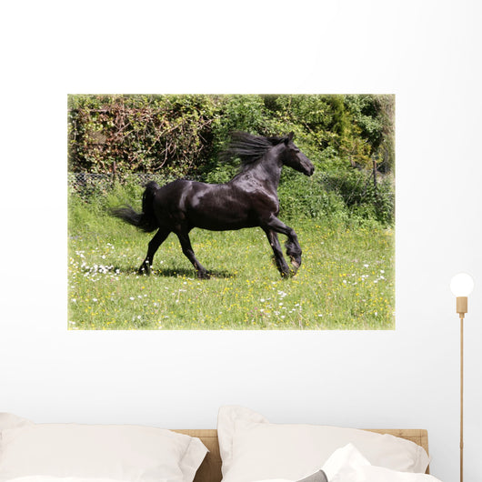 Friesian Horse Wall Mural