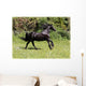 Friesian Horse Wall Mural