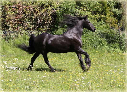 Friesian Horse Wall Mural