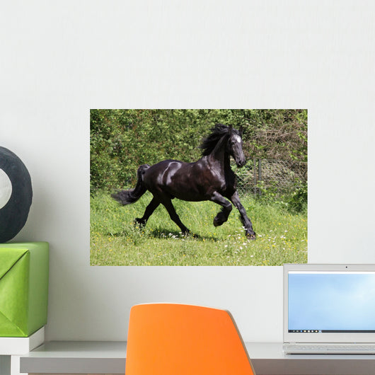 Friesian Horse Wall Mural