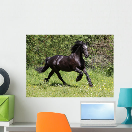 Friesian Horse Wall Mural