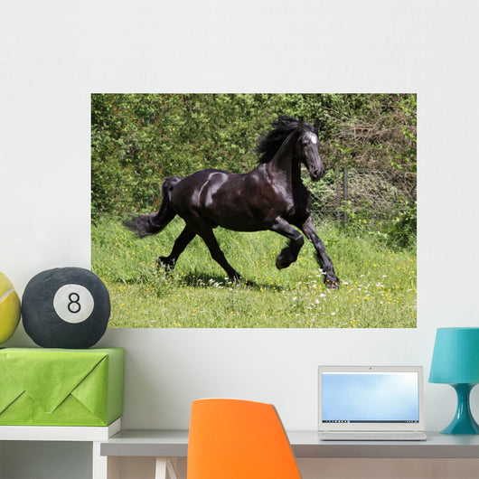Friesian Horse Wall Mural