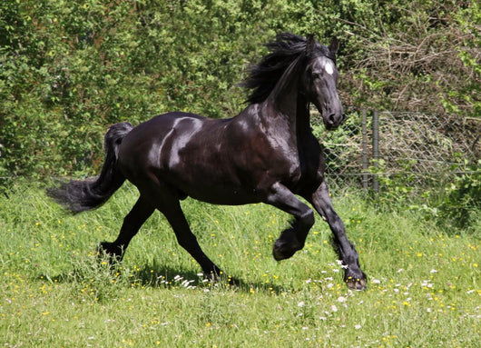 Friesian Horse Wall Mural