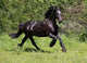 Friesian Horse Wall Mural