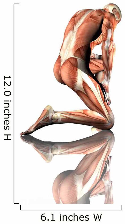 Male Kneeling Anatomy Wall Decal