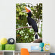 Rhinoceros Hornbill Wall Mural