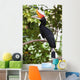 Rhinoceros Hornbill Wall Mural