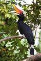 Rhinoceros Hornbill Wall Mural