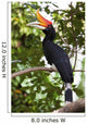 Rhinoceros Hornbill Wall Mural