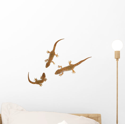 Lizard