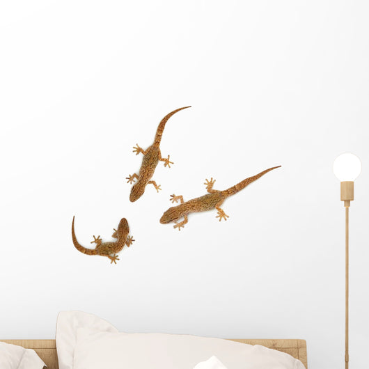 Lizard