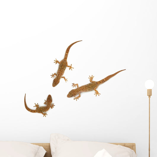Lizard