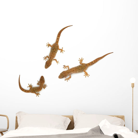 Lizard
