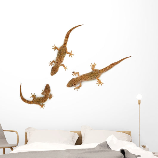 Lizard