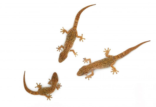 Lizard
