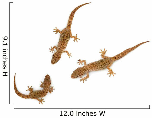 Lizard