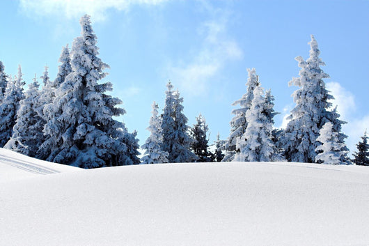 snow mountain trees Wall Mural