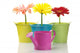 Colorful Buckets Watering Can and Gerberas Wall Decal
