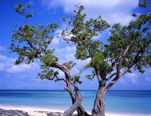 Tree Guardalavaca Beach Cuba Wall Decal