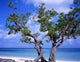Tree Guardalavaca Beach Cuba Wall Decal