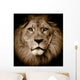 Lion Portrait Wall Mural