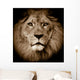 Lion Portrait Wall Mural